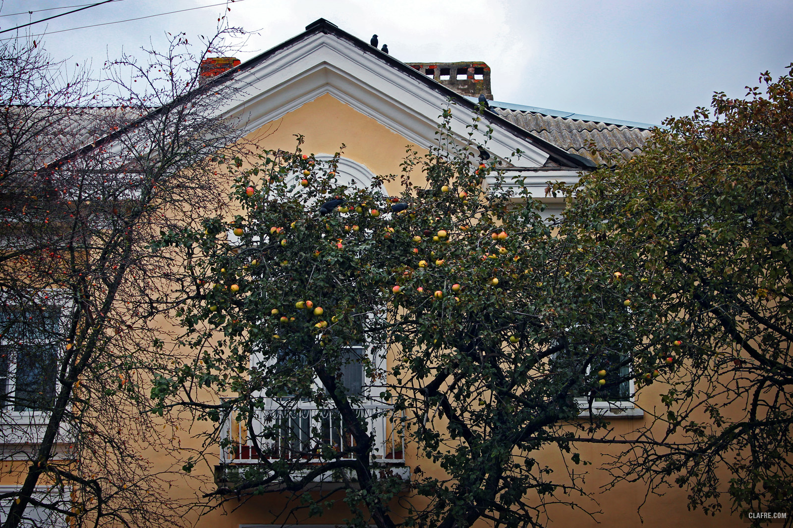 Яблони на Ильине улице в Великом Новгороде