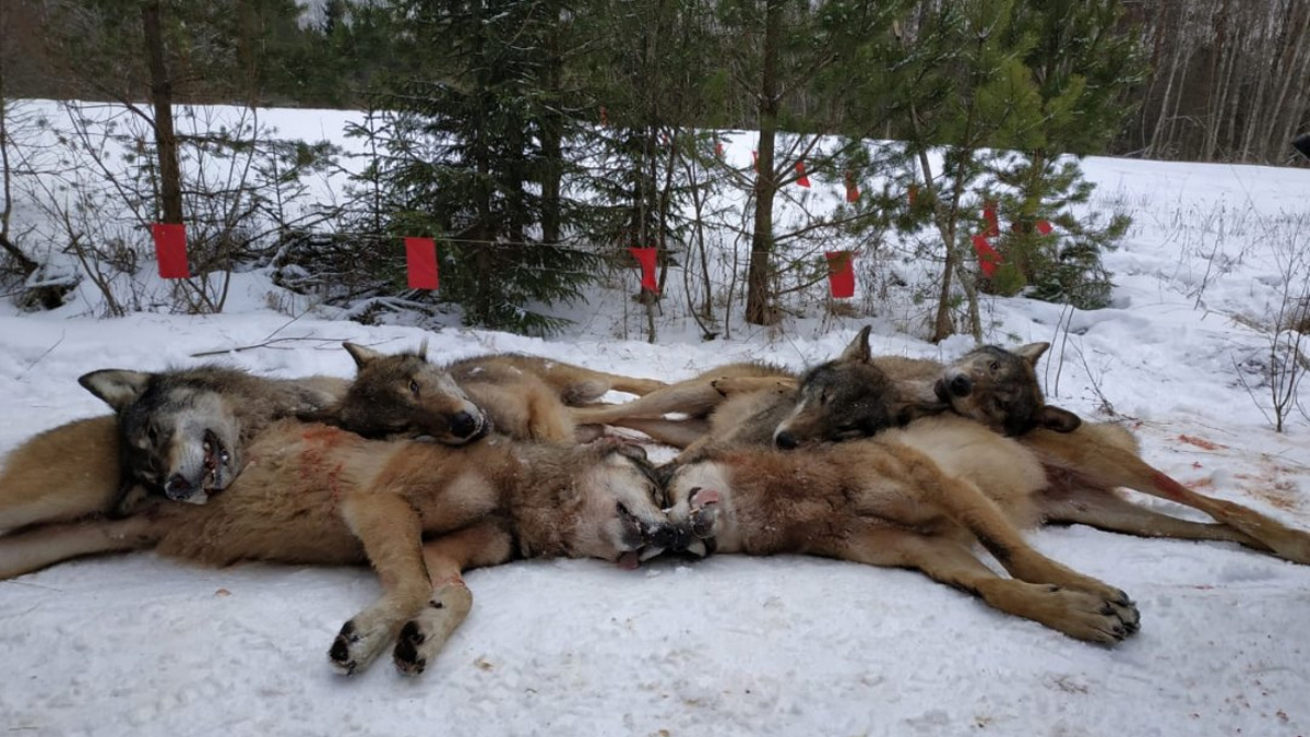 Охота на волков