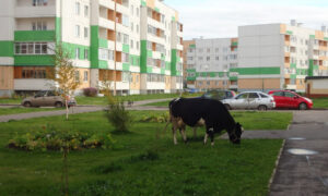 Корова на Батецкой улице