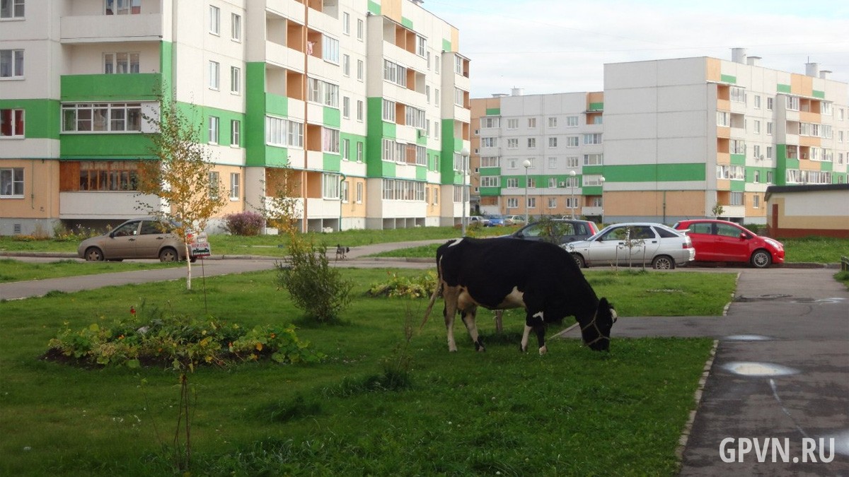 Корова на Батецкой улице