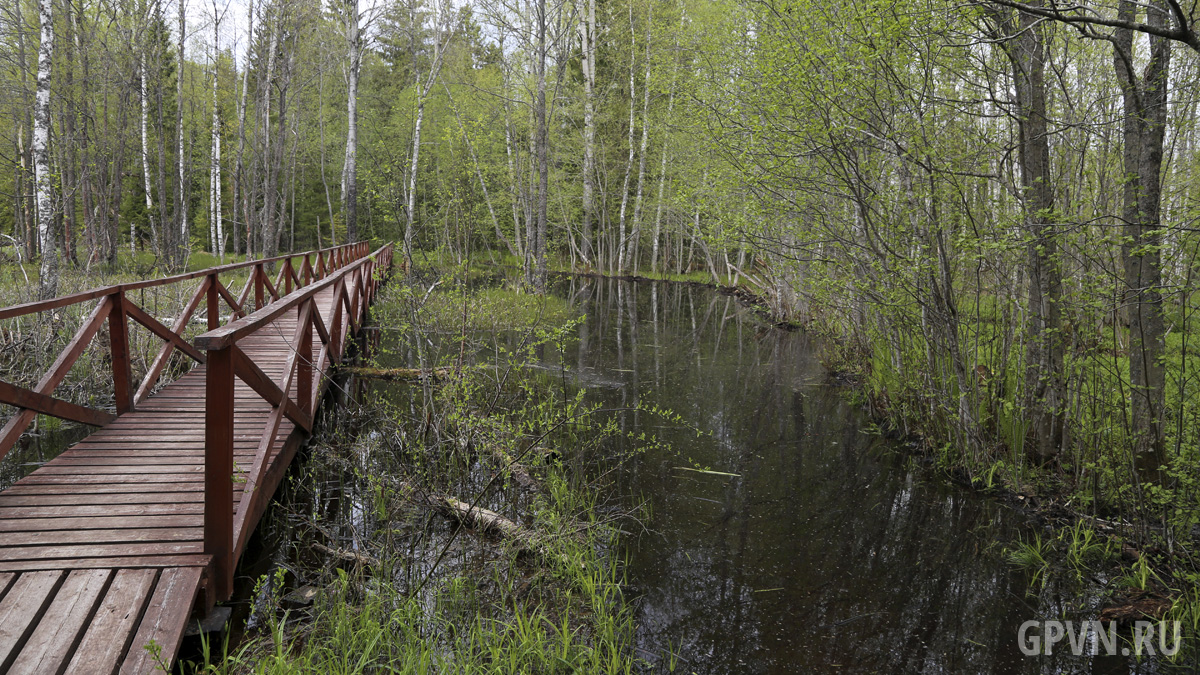 Мост через бобровую запруду