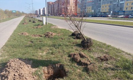 Высадка деревьев на Большой Московской
