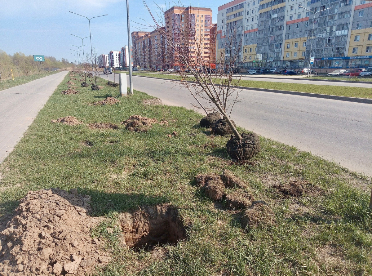 Высадка деревьев на Большой Московской