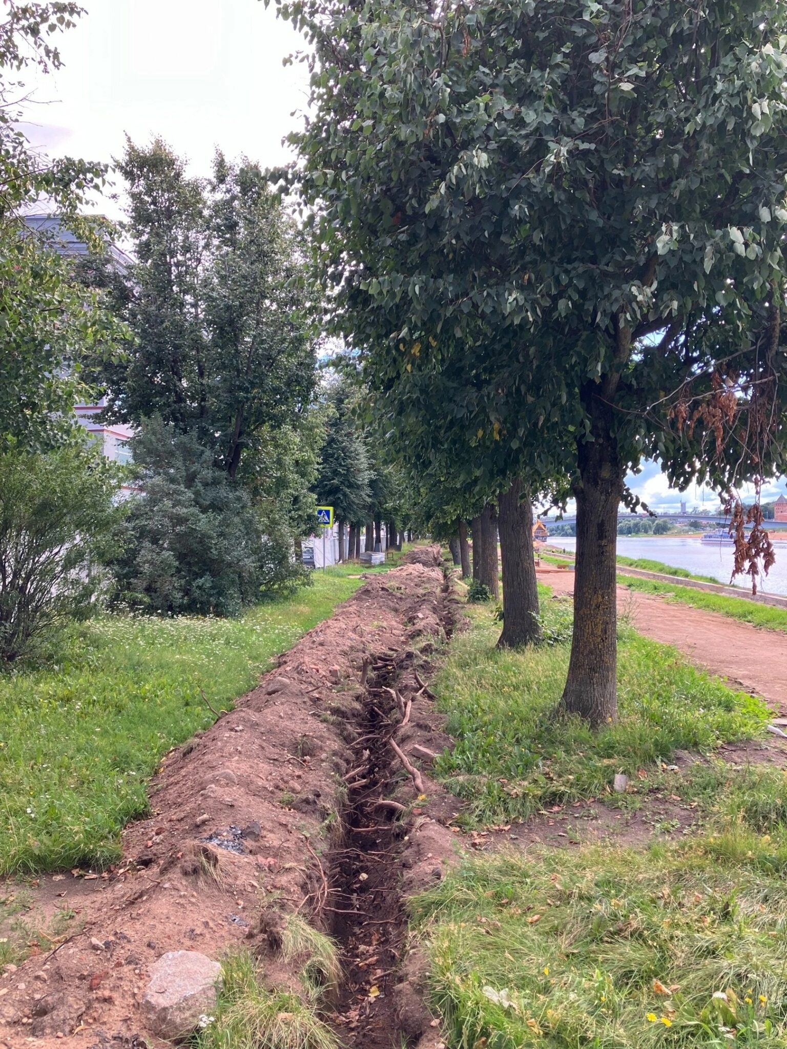 Деревья Новгородской Области Фото С Названиями