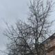 Деревья на Иваньской