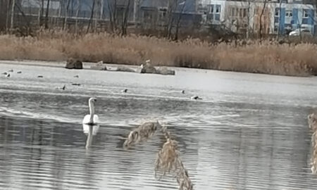 Лебедь на пруду