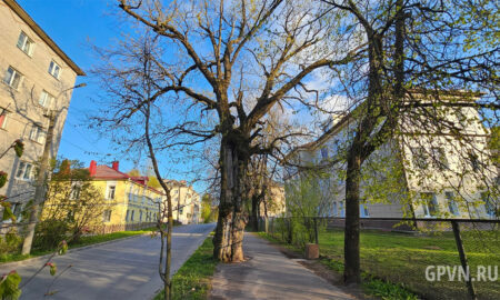 400-летний дуб на Десятинной улице