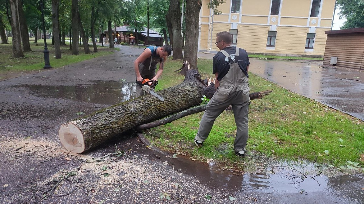 Упавшее дерево в Кремлёвском парке