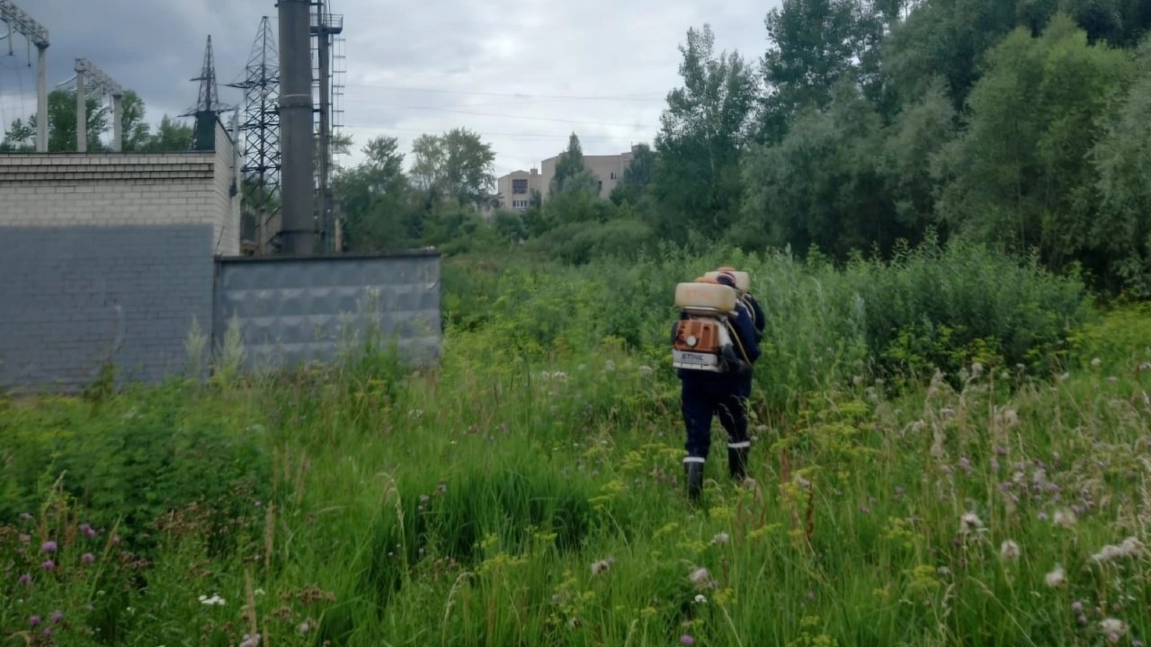 В Великом Новгороде бороться с борщевиком поручили новому подрядчику —  GPVN.RU