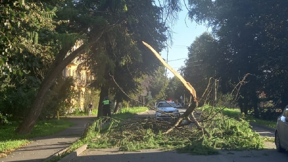 Упавшее дерево