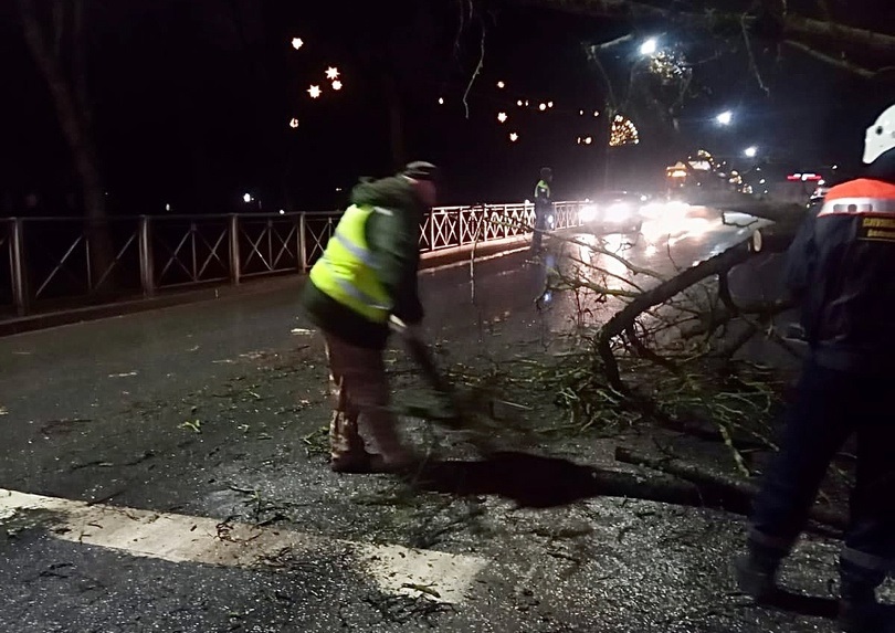 Упавшее дерево