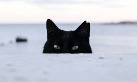 Кошка в снегу