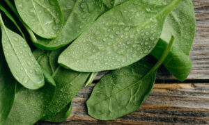 Свежие листья щавеля с каплями воды — способы хранения полезной зелени