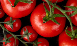 Плоды спелых помидоров