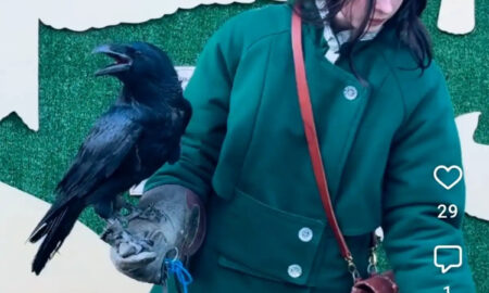 alt ворон сидит на руках у девушки