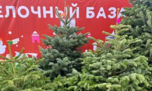 Зеленые елки на елочном базаре