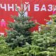 Зеленые елки на елочном базаре