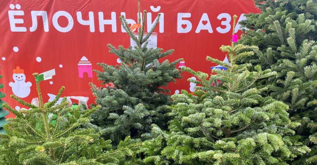 Зеленые елки на елочном базаре