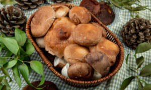 Грибы в корзинке