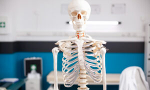 Скелет стоит в кабинете