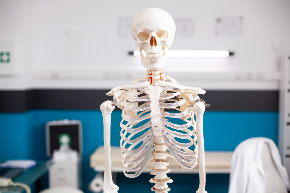 Скелет стоит в кабинете