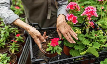 женщина укореняет цветы