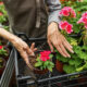 женщина укореняет цветы