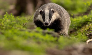 Большой и здоровый медоед скачет по лесу