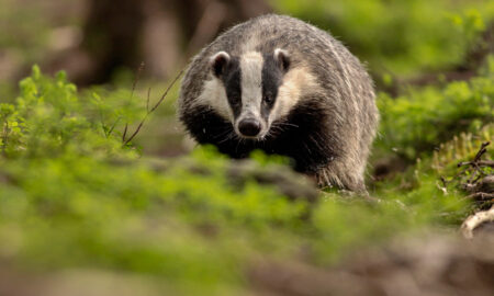 Большой и здоровый медоед скачет по лесу