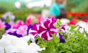 Петуния в саду