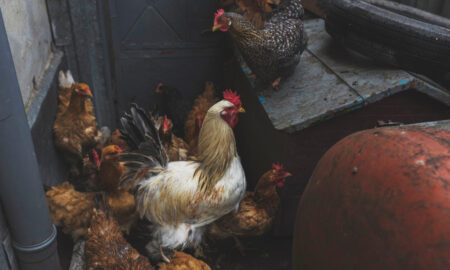 Стая кур в гараже
