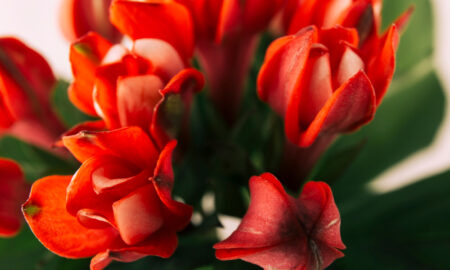 Красные цветы