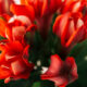 Красные цветы