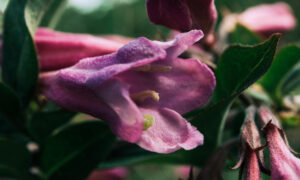 Цветок батат