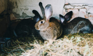 Кролики в клетке