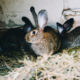 Кролики в клетке