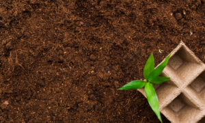 Почва и растение