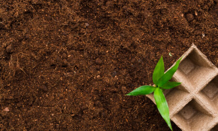 Почва и растение