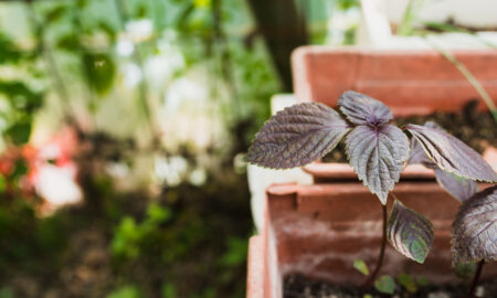 Растение с тёмными листьями