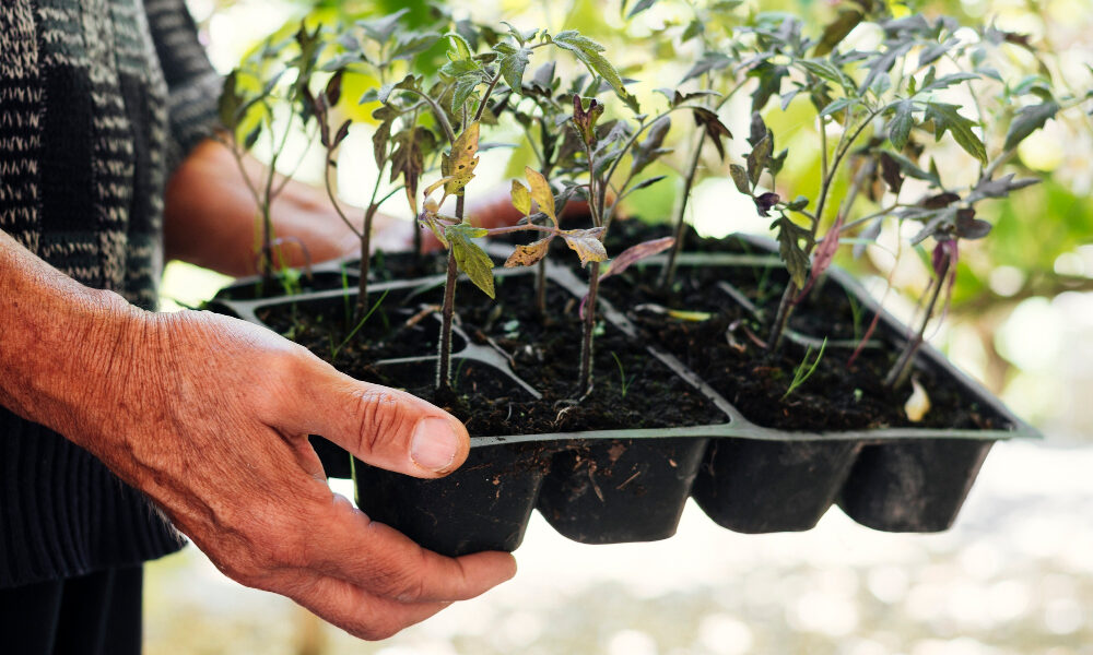 Огородник держит рассаду