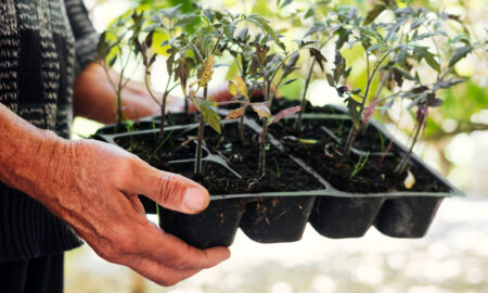 Огородник держит рассаду