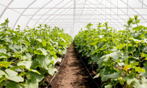 Теплица из сотового поликарбоната