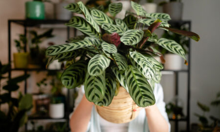 Женщина держит горшок с замиокулькасом