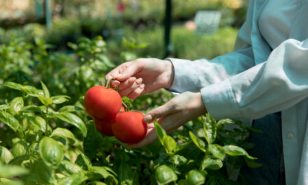 Помидоры на ветке