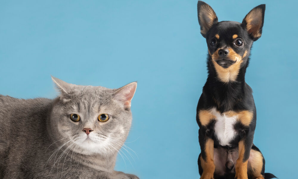 Серый полосатый кот и милая чёрно-белая собачка сидят рядом