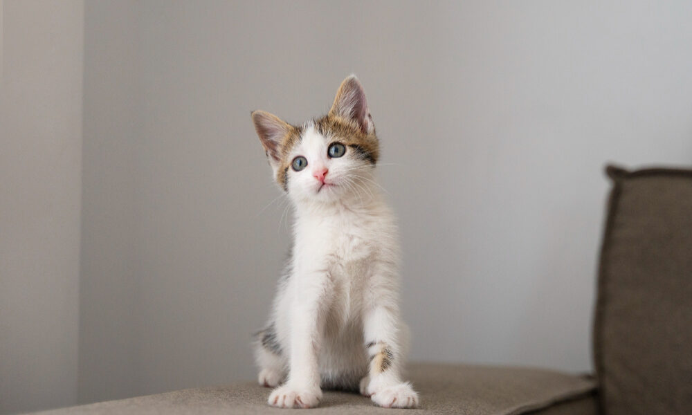 Маленький котенок