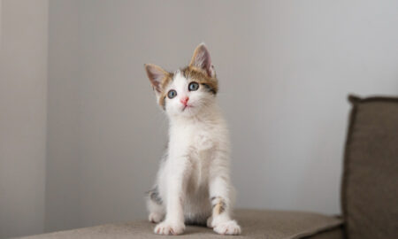 Маленький котенок