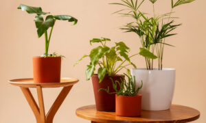 Комнатные растения стоят на двух деревянных подставках