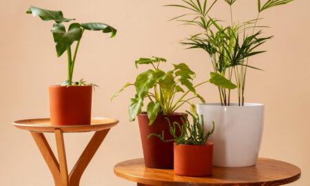 Комнатные растения стоят на двух деревянных подставках