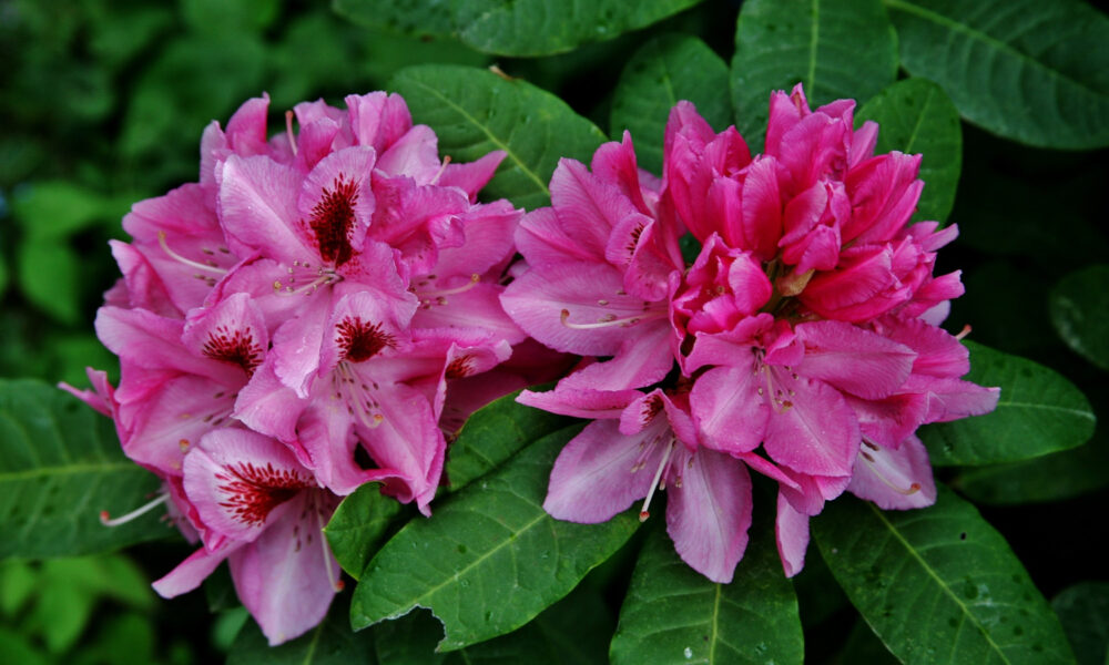 Цветок Декабрист